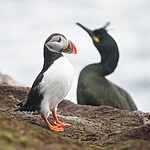 BB 15 0654 / Fratercula arctica / Lunde <br /> Phalacrocorax aristotelis / Toppskarv